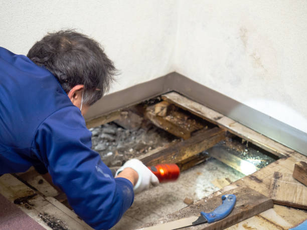 Best Mold Testing  in Point Mackenzie, AK