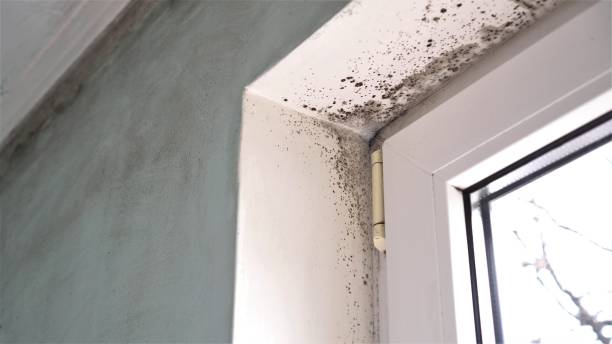 Best Fast Mold Removal  in Point Mackenzie, AK
