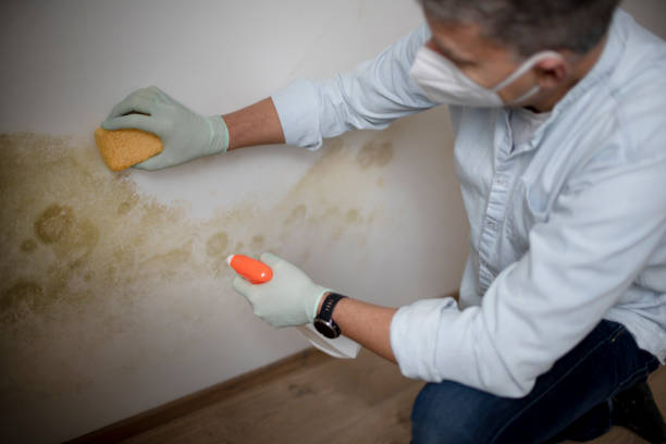 Best Same-Day Mold Removal  in Point Mackenzie, AK