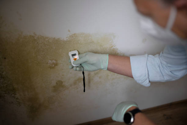 Best Crawl Space Mold Removal  in Point Mackenzie, AK