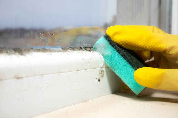 Best Mold Damage Repair  in Point Mackenzie, AK