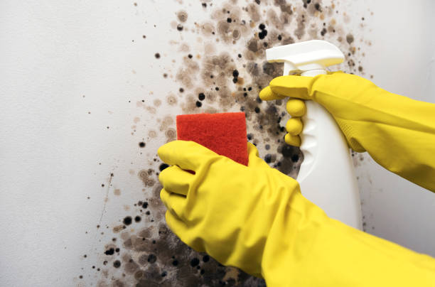 Best Emergency Mold Removal  in Point Mackenzie, AK