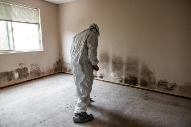 Best Home Mold Removal  in Point Mackenzie, AK
