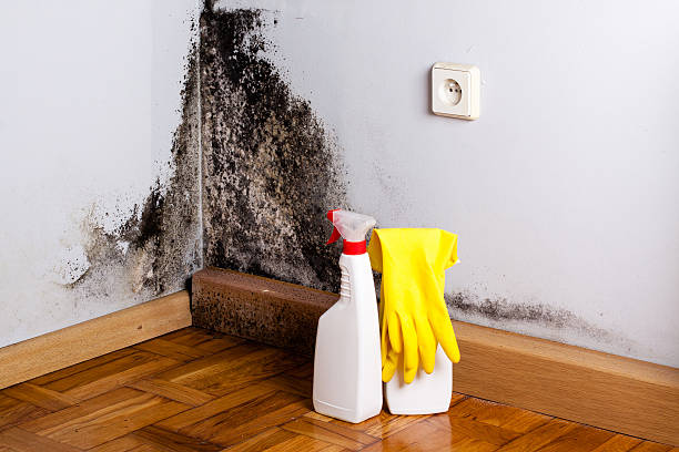 Best Mold Cleaning Services  in Point Mackenzie, AK