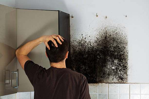 Best Attic Mold Removal  in Point Mackenzie, AK