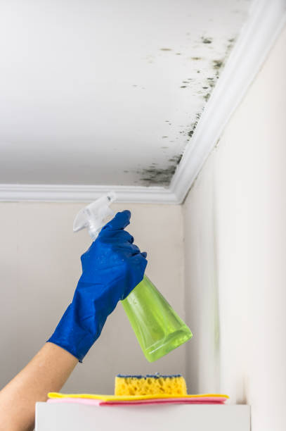 Best Mold Remediation  in Point Mackenzie, AK