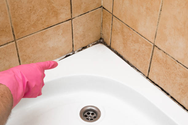 Best Residential Mold Removal  in Point Mackenzie, AK