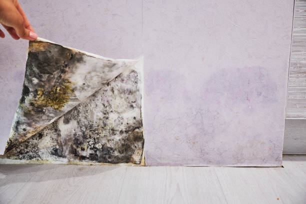 Best Mold Removal Company Near Me  in Point Mackenzie, AK